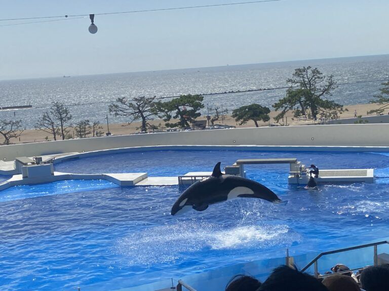 神戸須磨シーワールド🐬（５歳児くじら組）